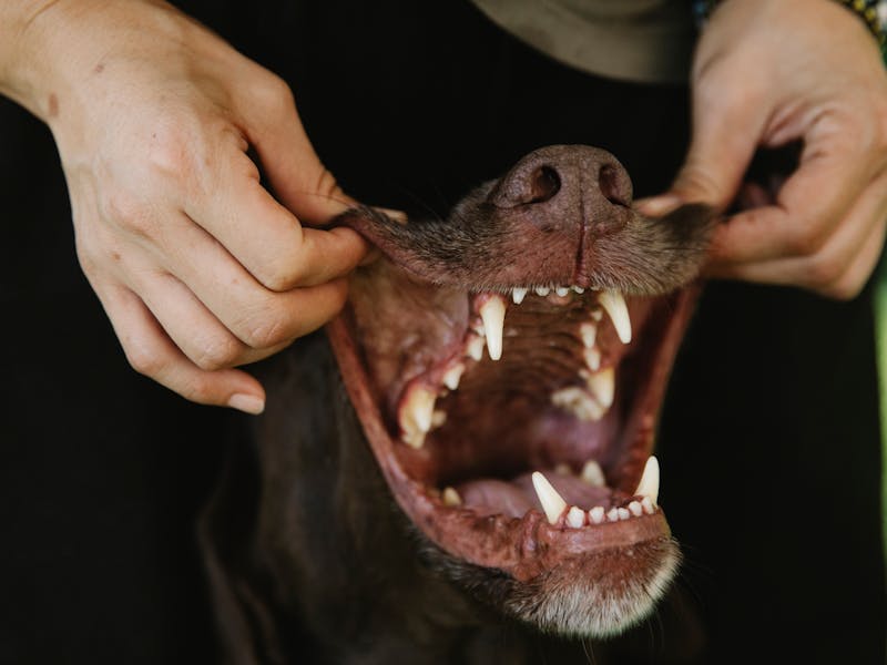 tirar bafo de cachorro